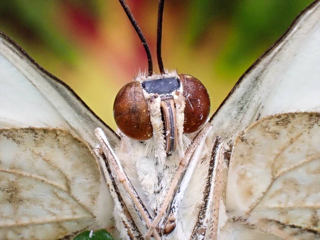 Konya’nın ünlü bahçesindeki detaylar tüyler ürpertti: İyi ki küçükler 14